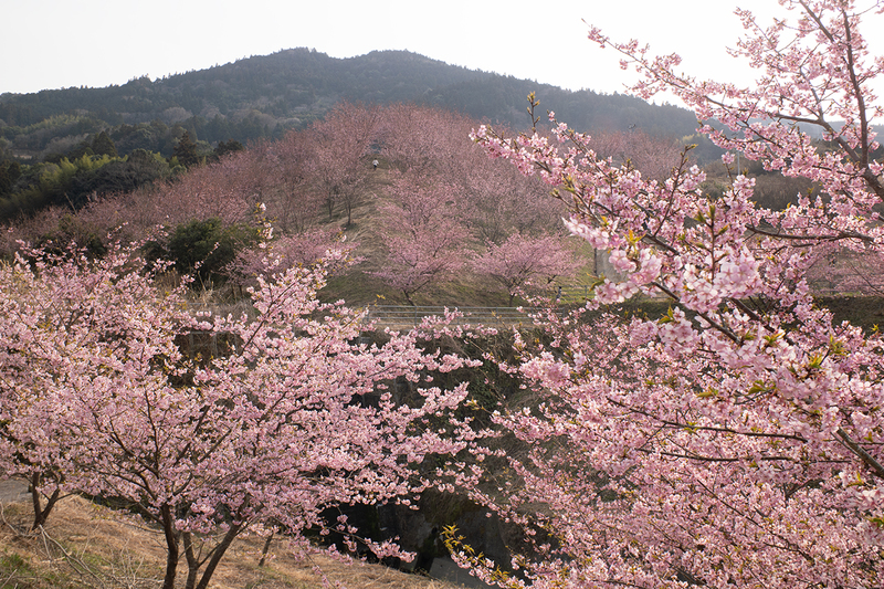 見頃 仁井田地区の桜