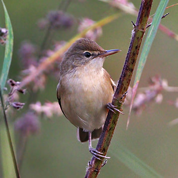 warbler