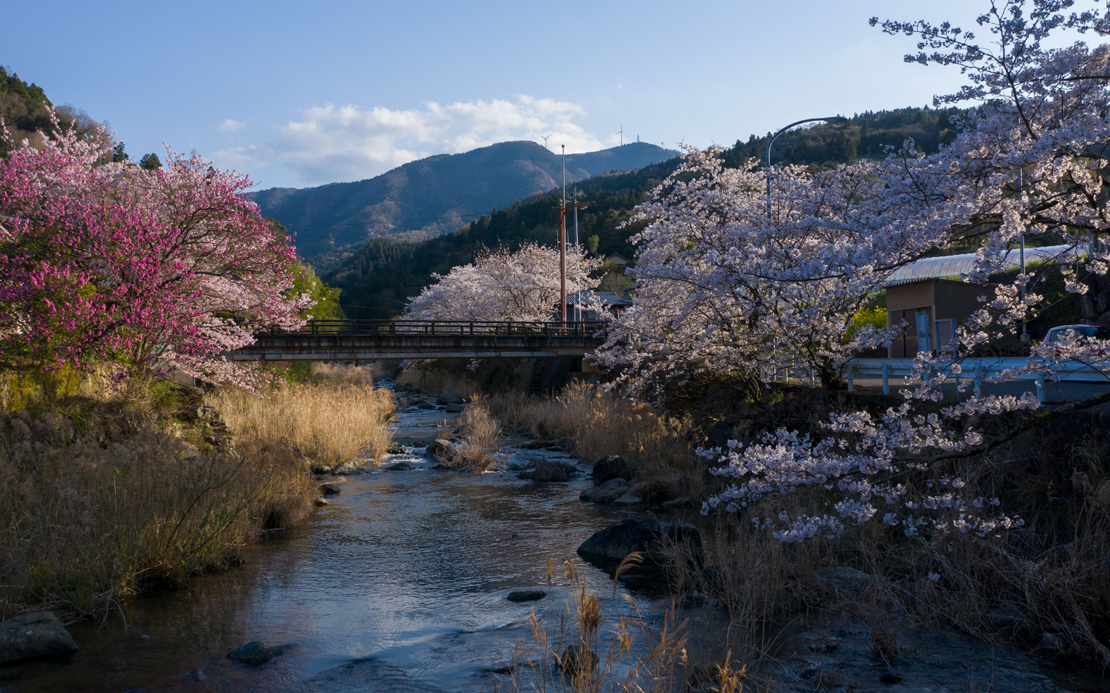 sagagawa_sakura_200402