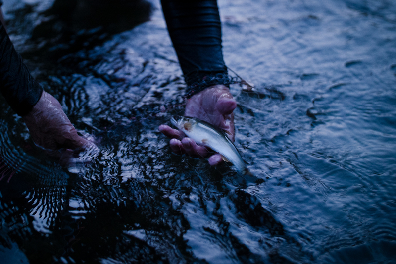 園瀬川の鮎漁 佐那河内村
