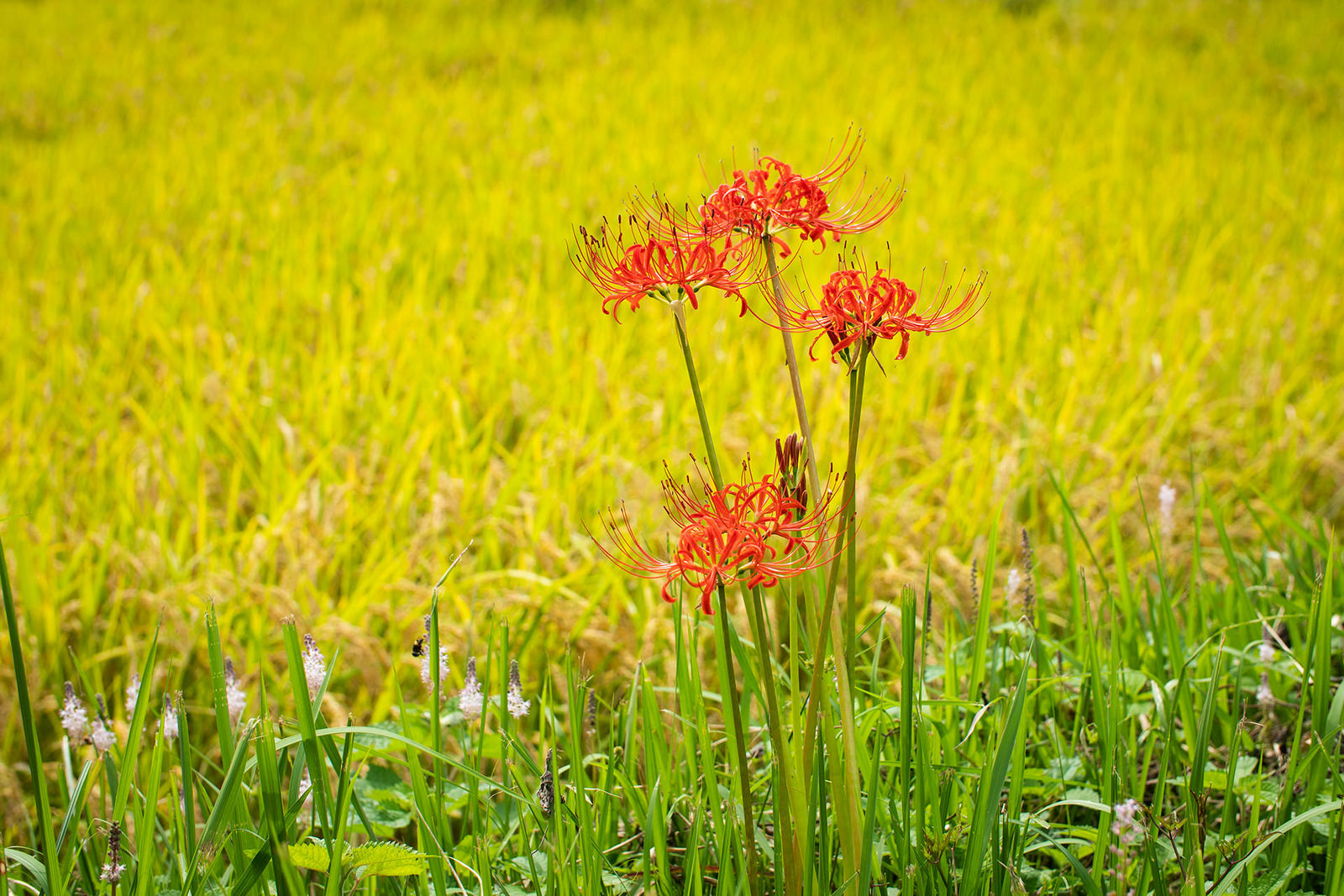 畦道の彼岸花