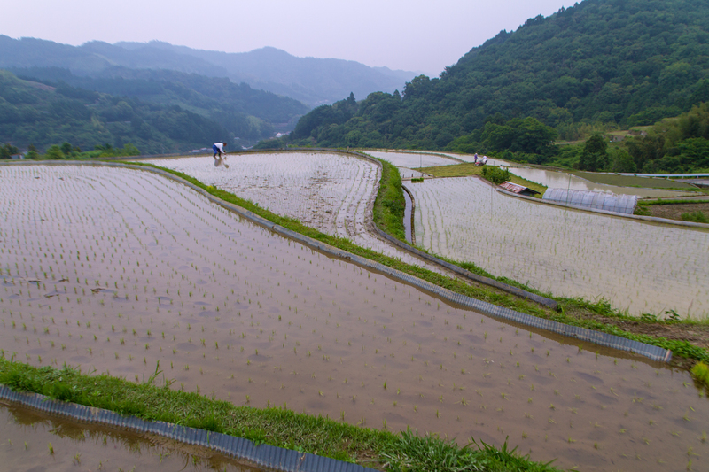 佐那河内村の棚田米