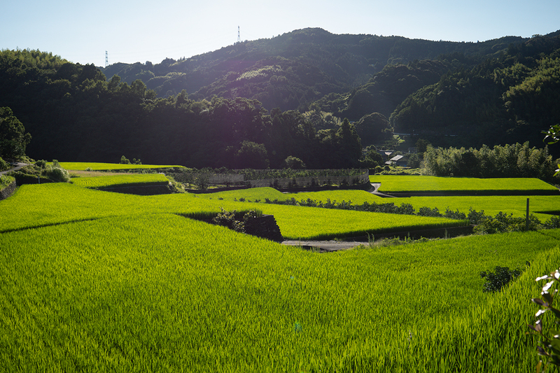 佐那河内村の棚田米