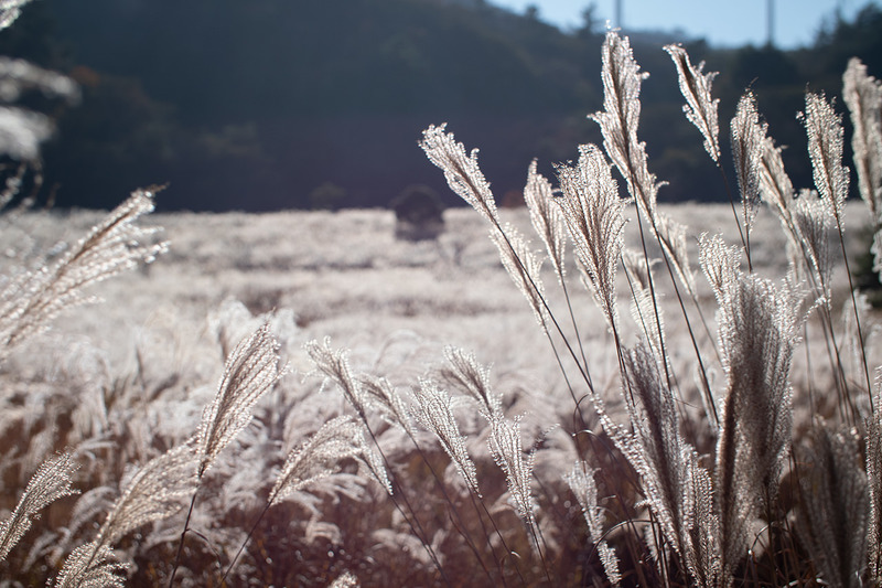 すすき畑
