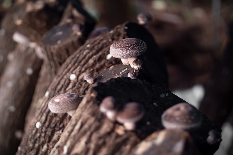 genboku_shiitake_201217