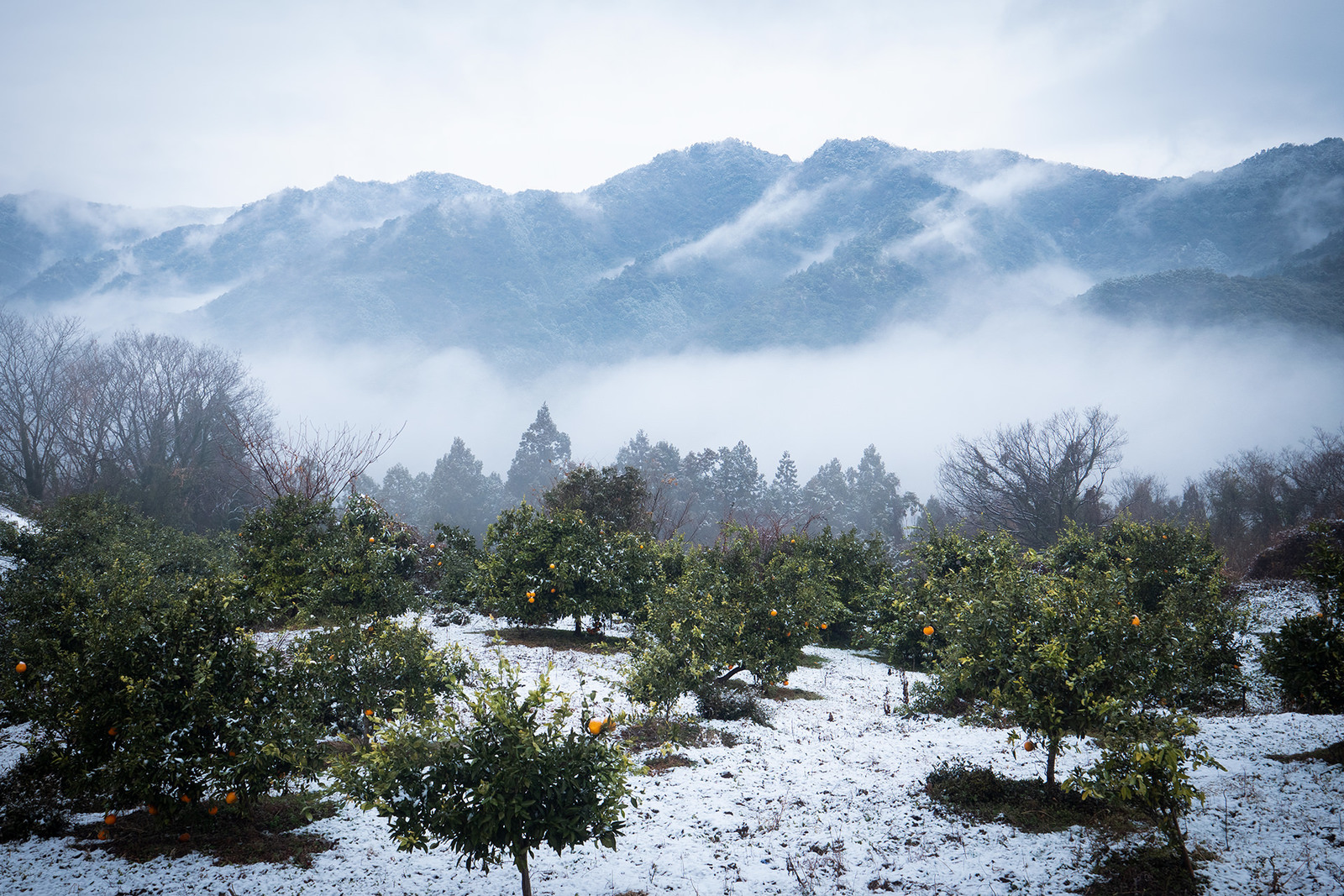 雪の柑橘畑と山々