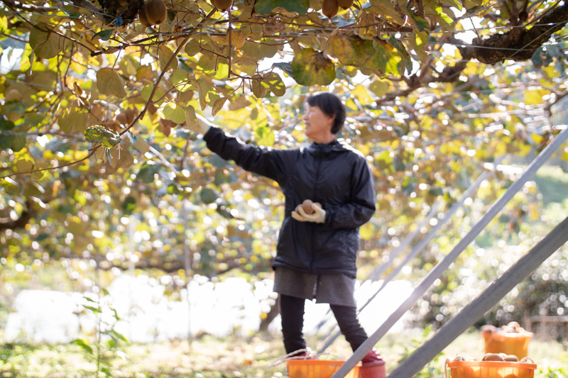 佐那河内村のキウイ