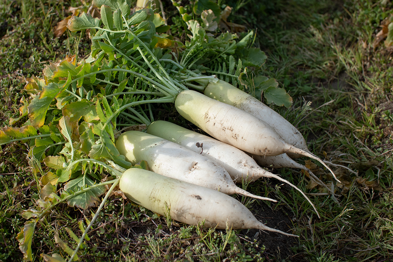 daikon_210205