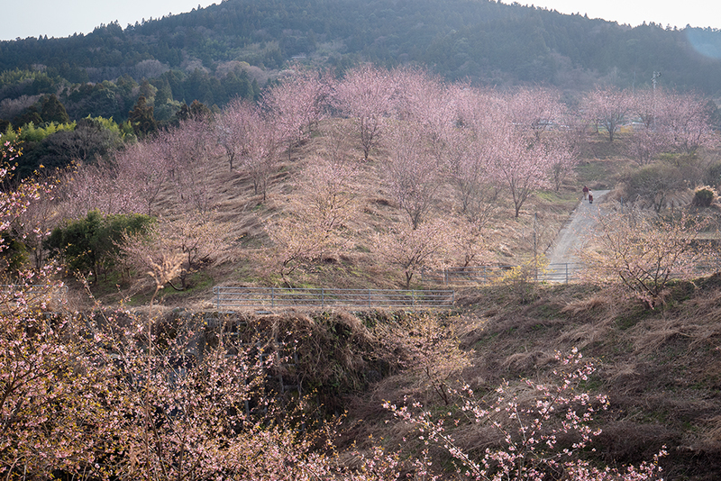 佐那河内村の蜂須賀桜