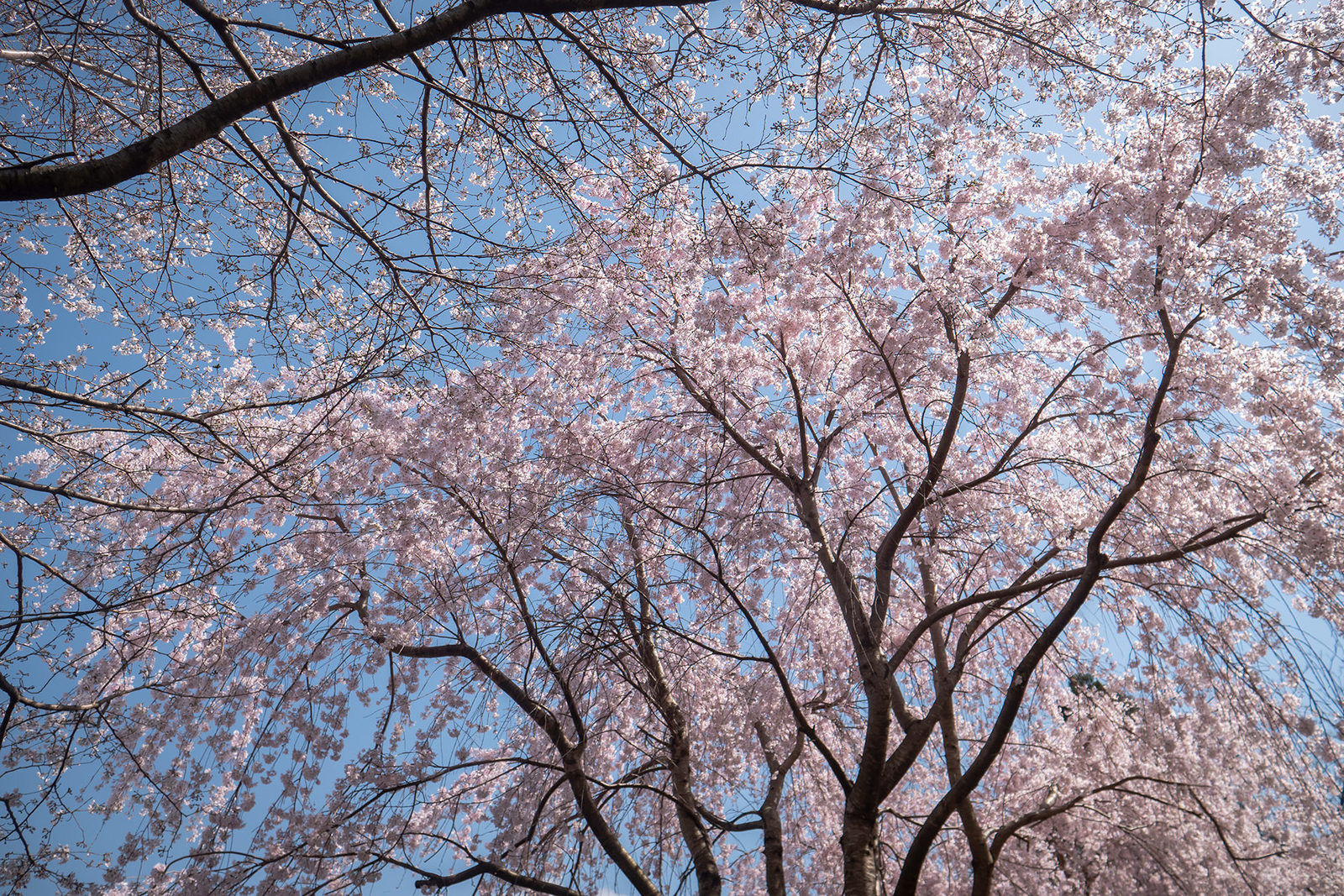 佐那河内村のしだれ桜