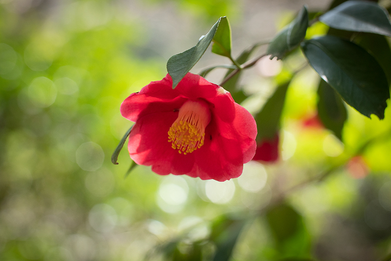 椿の花