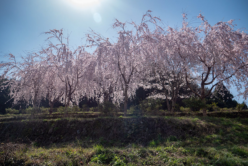 中央運動公園でお花見