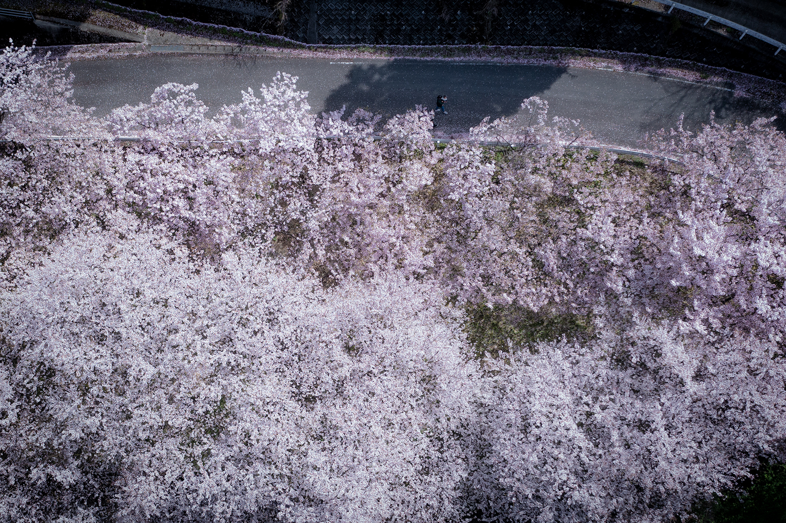 佐那河内村東山の桜