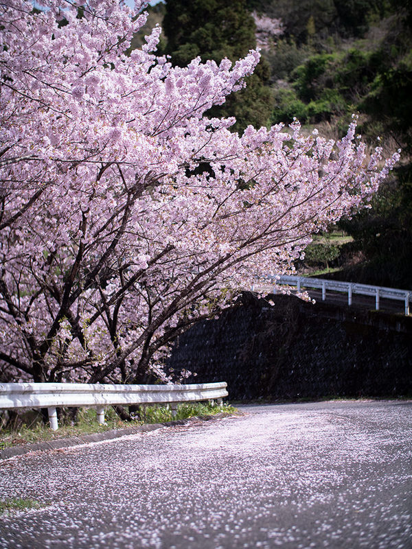 佐那河内村東山の桜