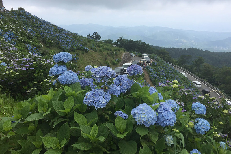 佐那河内村祭り01