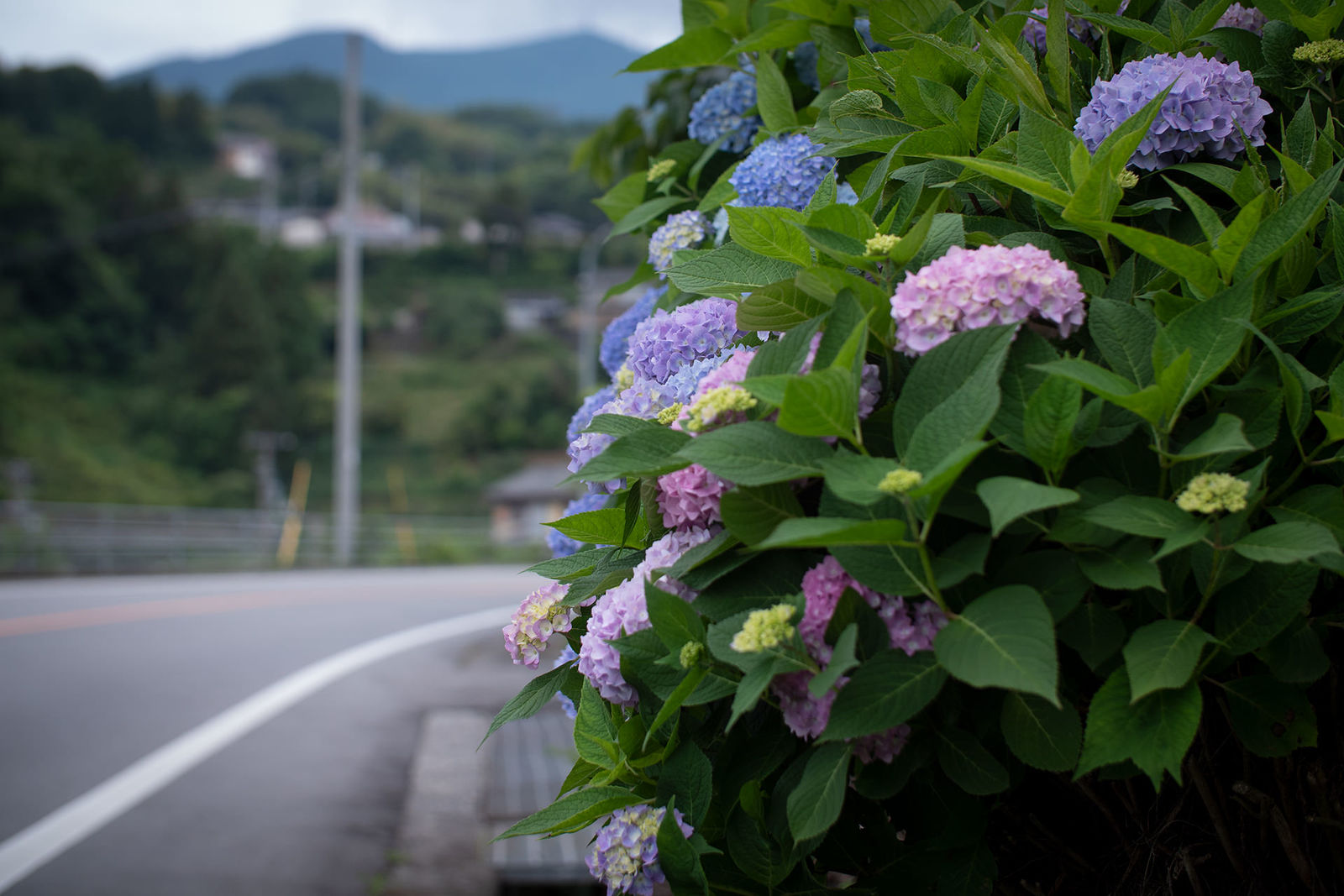 紫陽花の開花