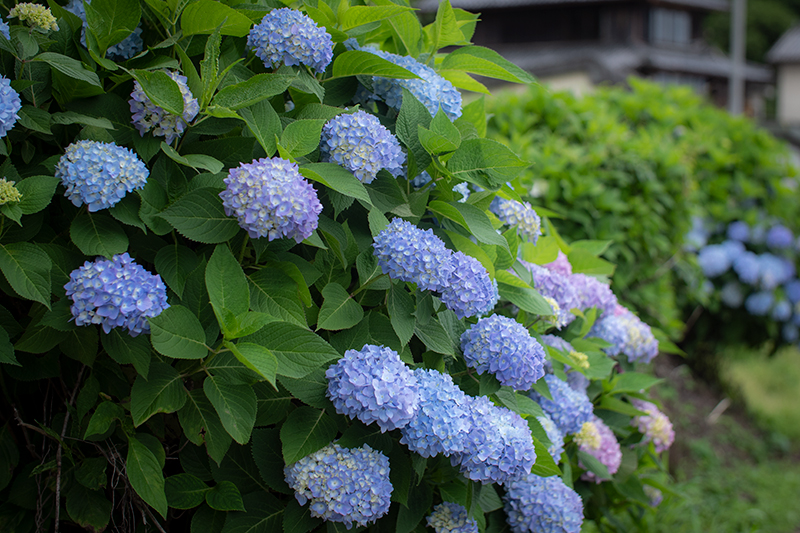 紫陽花の季節