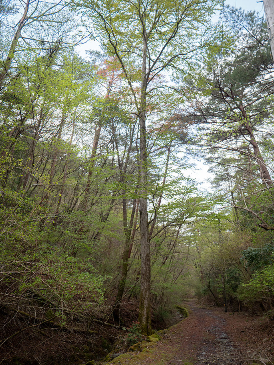 佐那河内村の桂の木