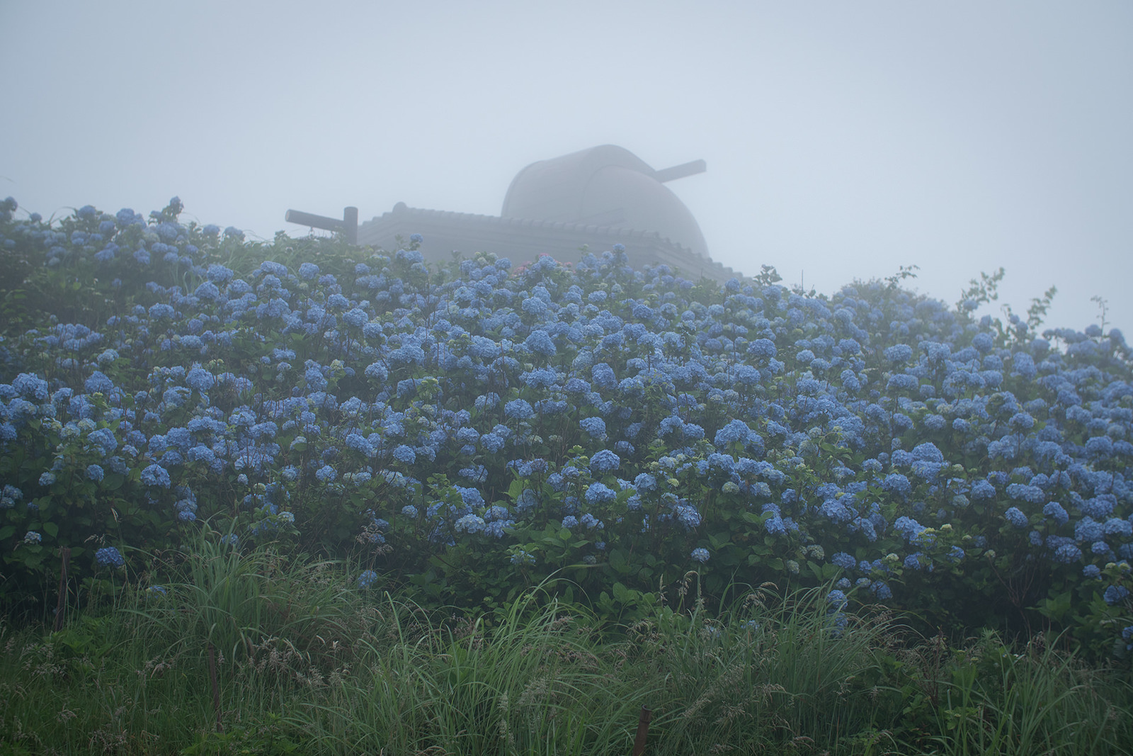 大川原高原の紫陽花