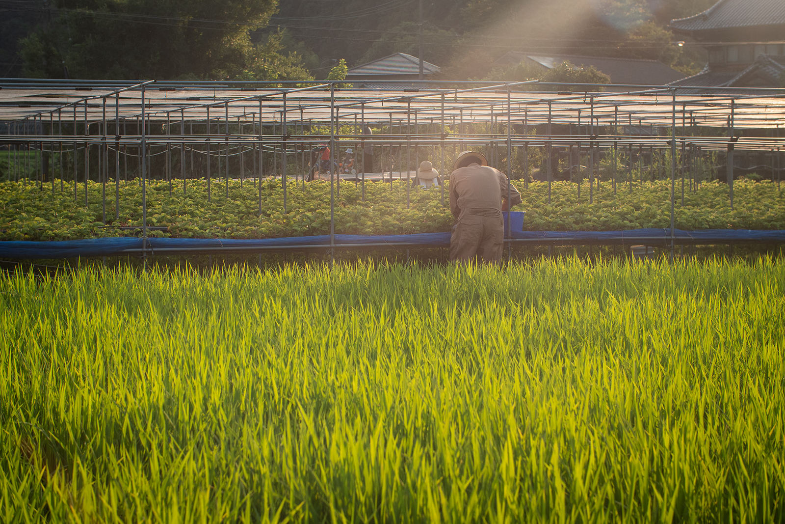 さくらももいちごの農風景