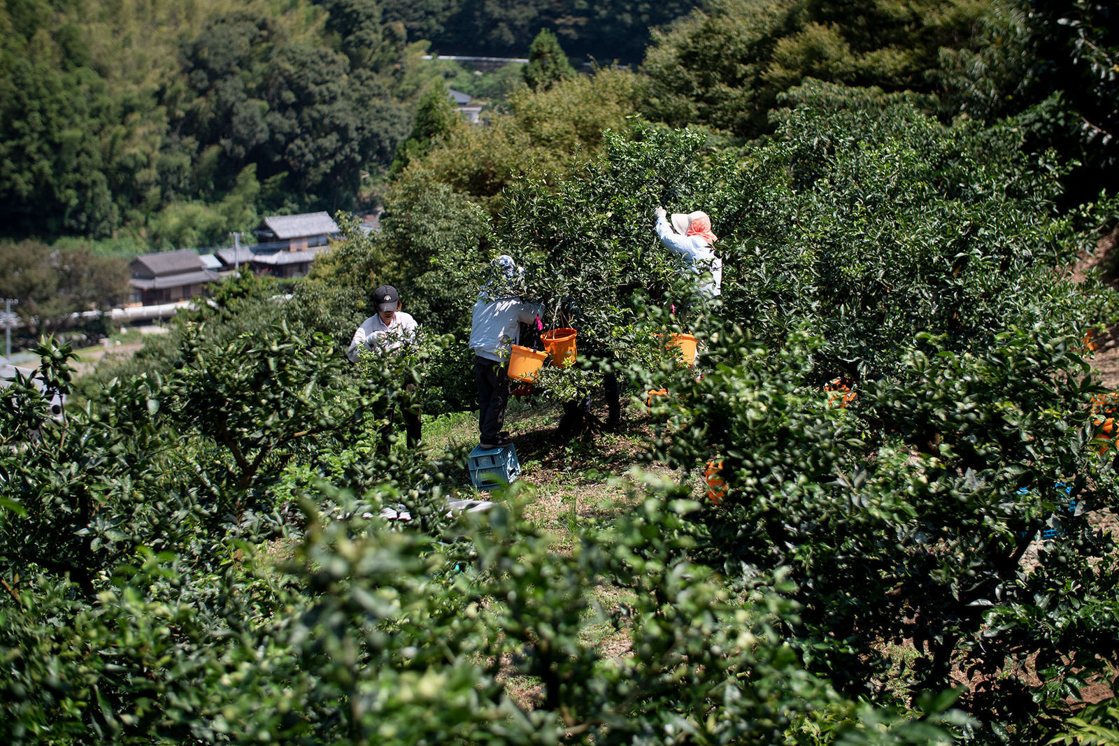 山間のすだちの収穫 佐那河内村