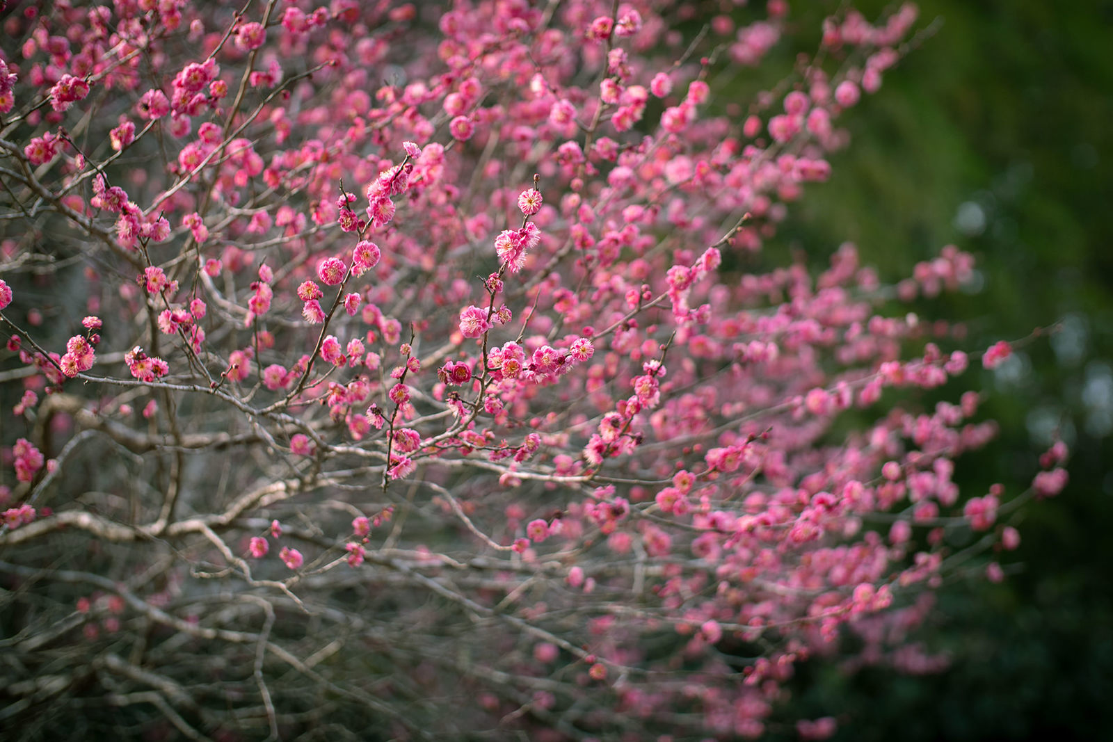 梅の開花