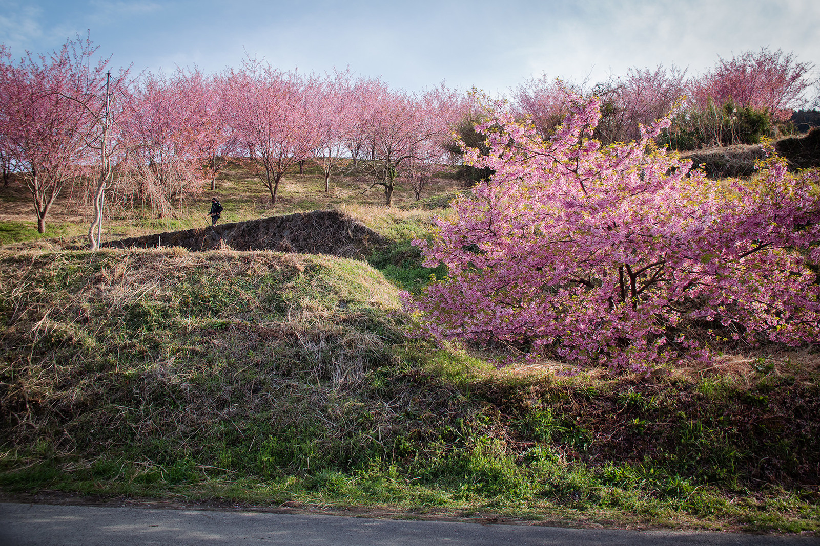 桜の丘