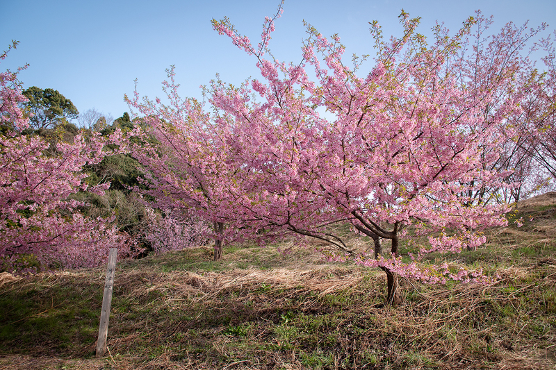 今年も満開 府能トンネル近くの河津・蜂須賀桜