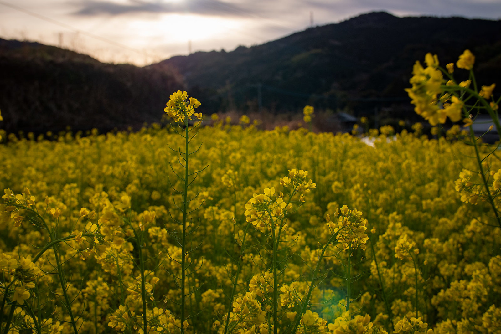 菜の花輝く夕暮れ