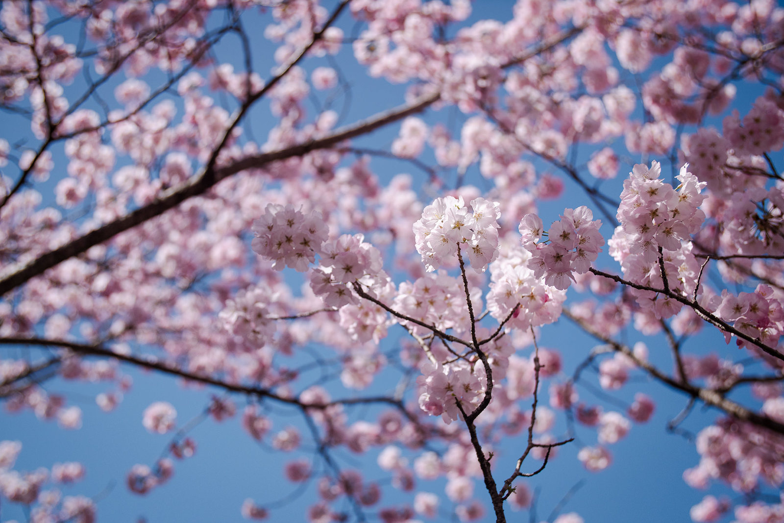 青空と桜