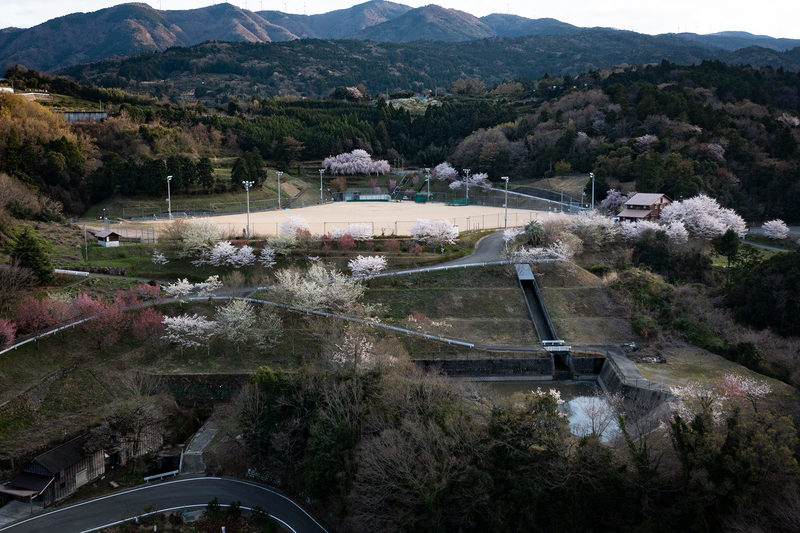 年々綺麗になる中央運動公園の桜