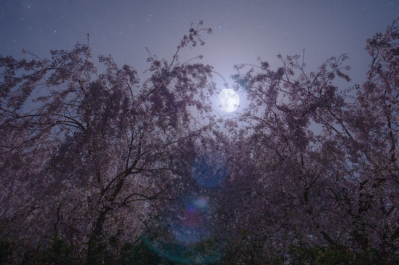 夜桜とフクロウの鳴き声