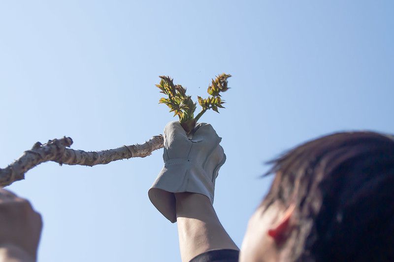 たらの芽の祝日