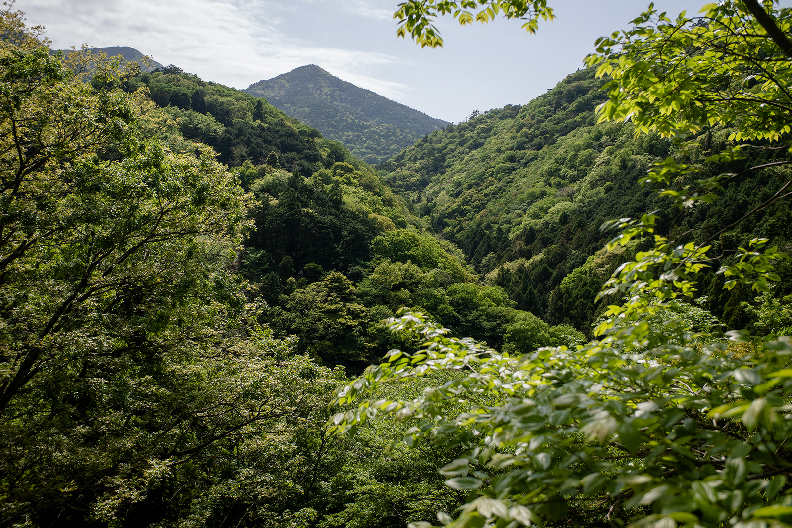 新緑の山々