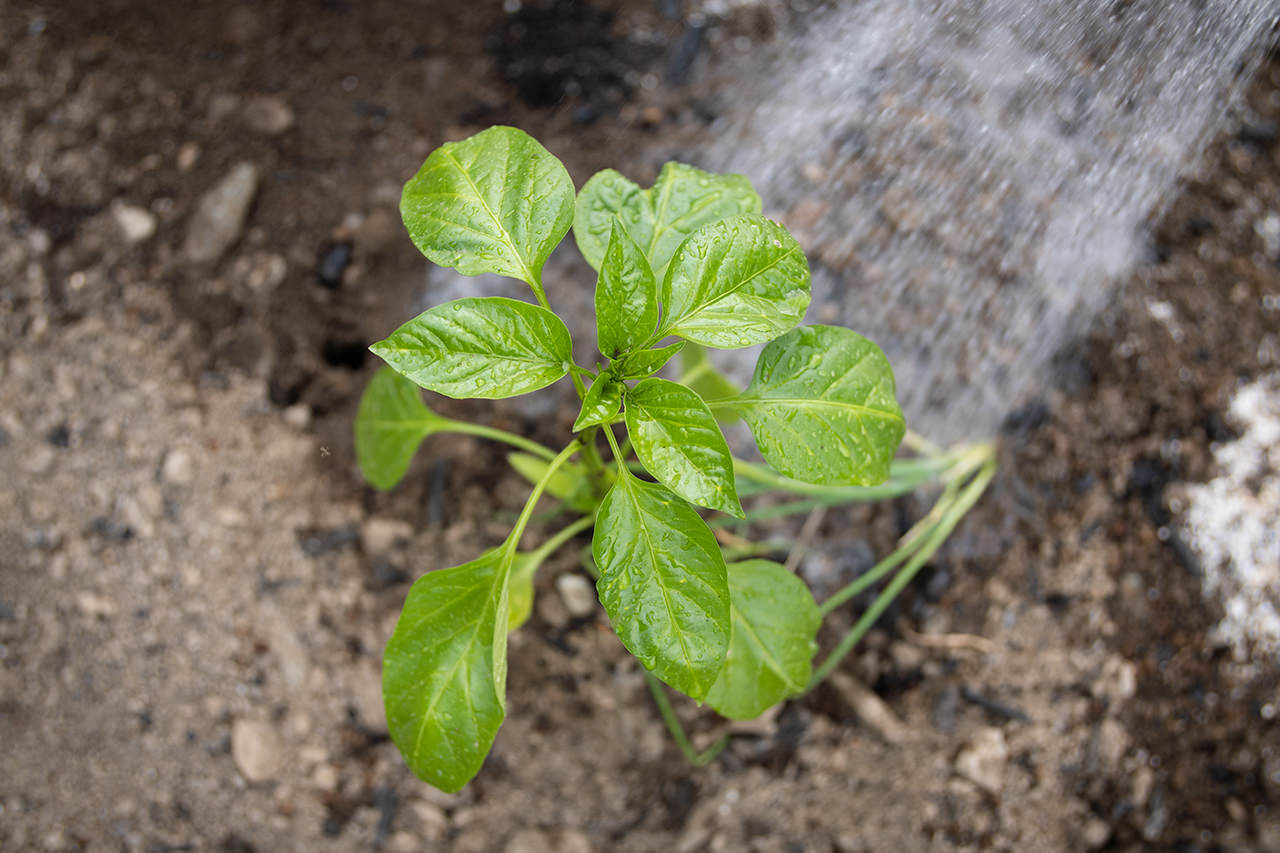 夏野菜の植え付け