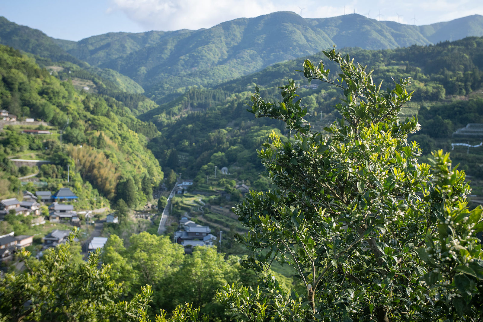 すだちの蕾と嵯峨峡