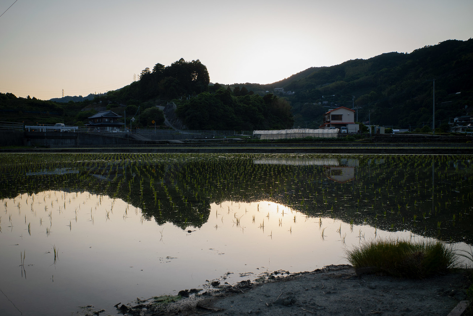 植えたての水田