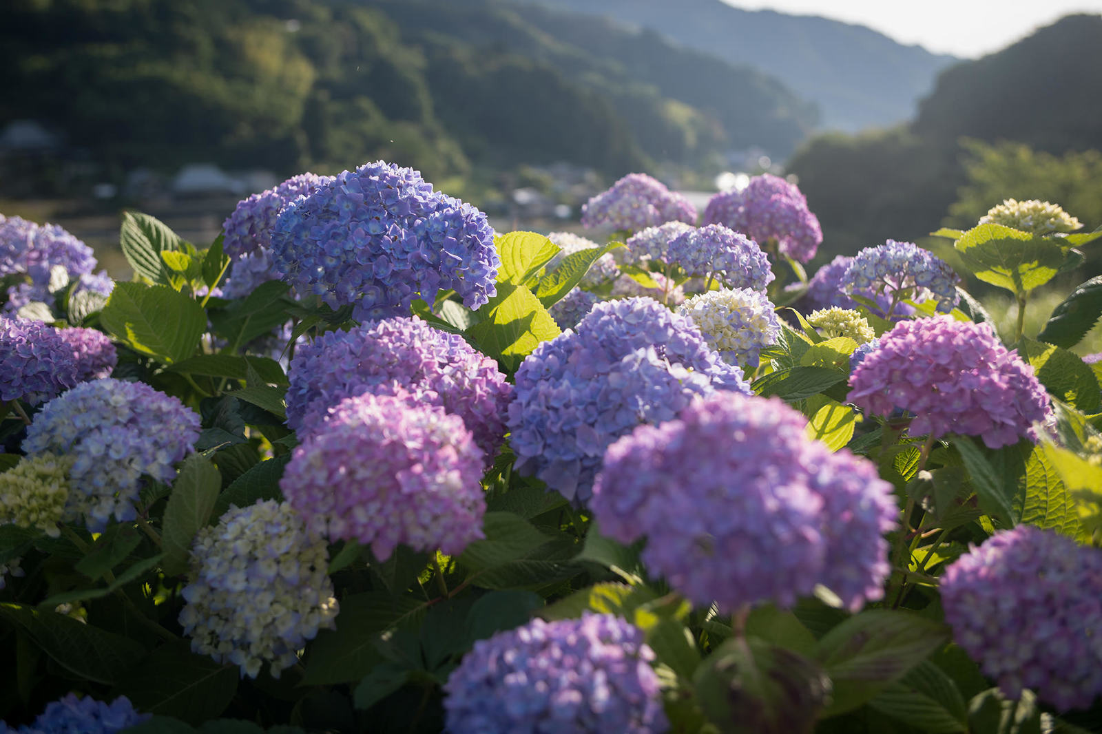 早朝の紫陽花