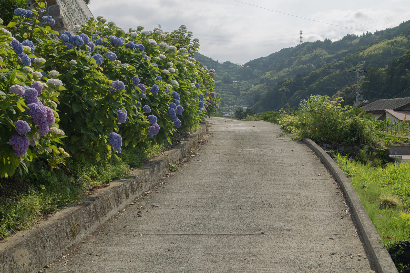 紫陽花の裏道