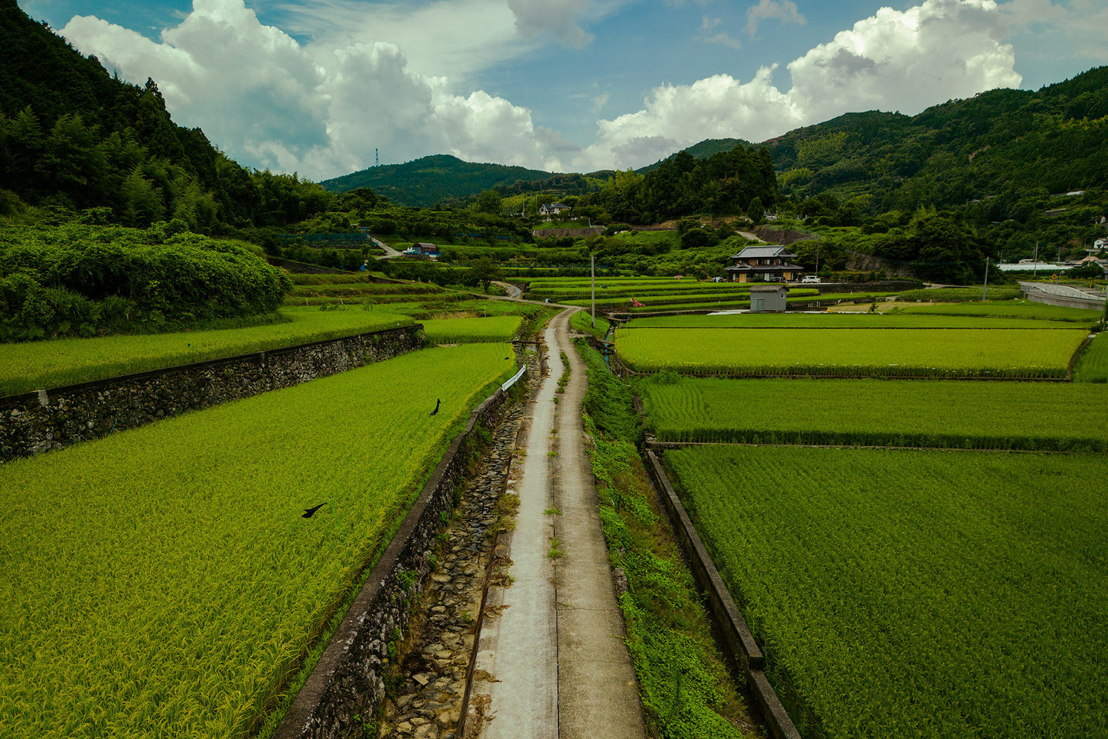 夏の農道