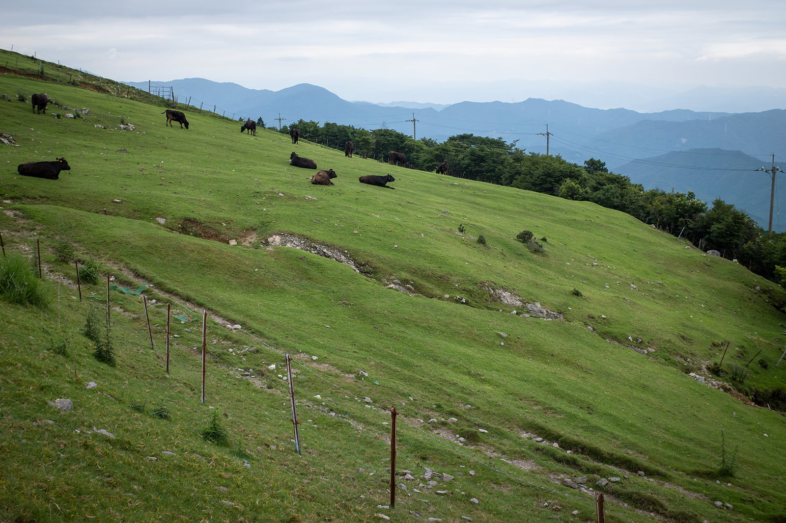 大川原高原の牛たち