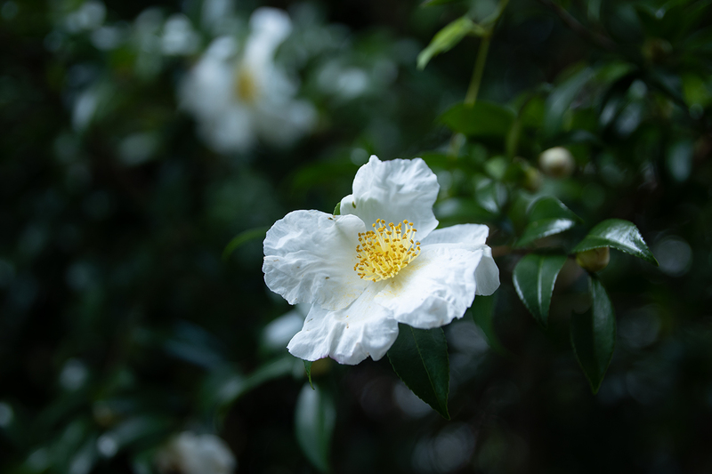 村を彩る椿の花々