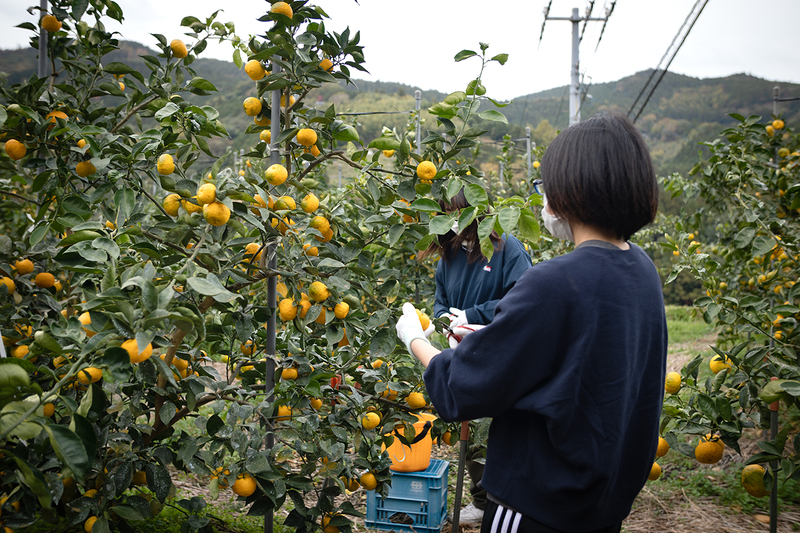 四国大学生も参加した阿波すず香の収穫
