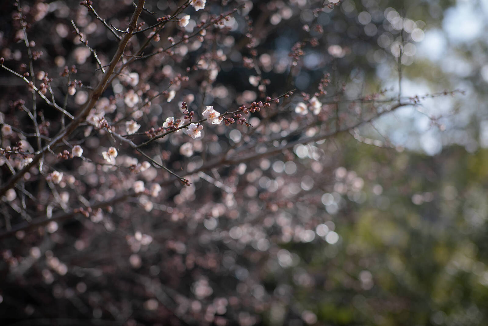 梅の開花