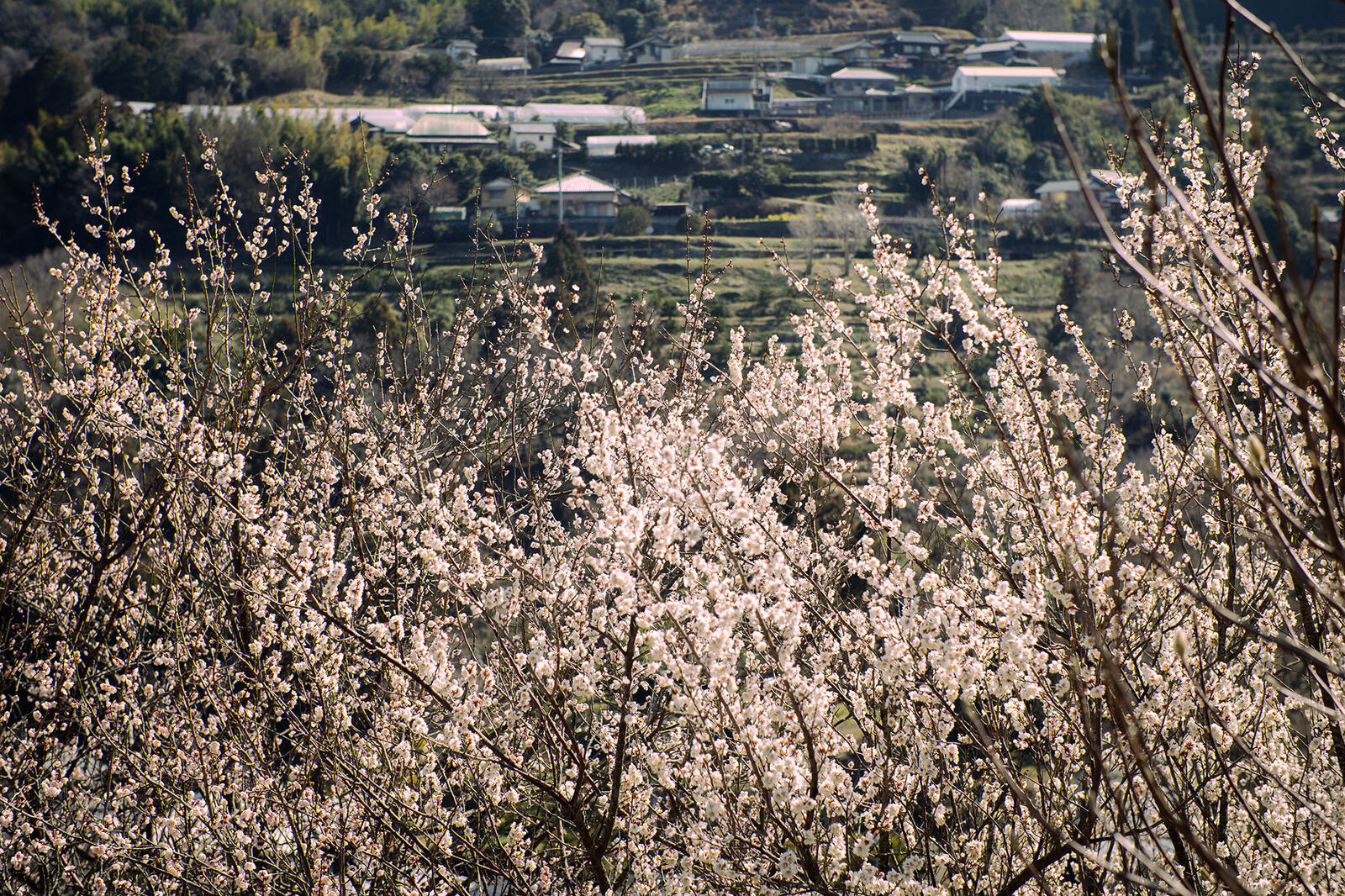 梅香る村の早春