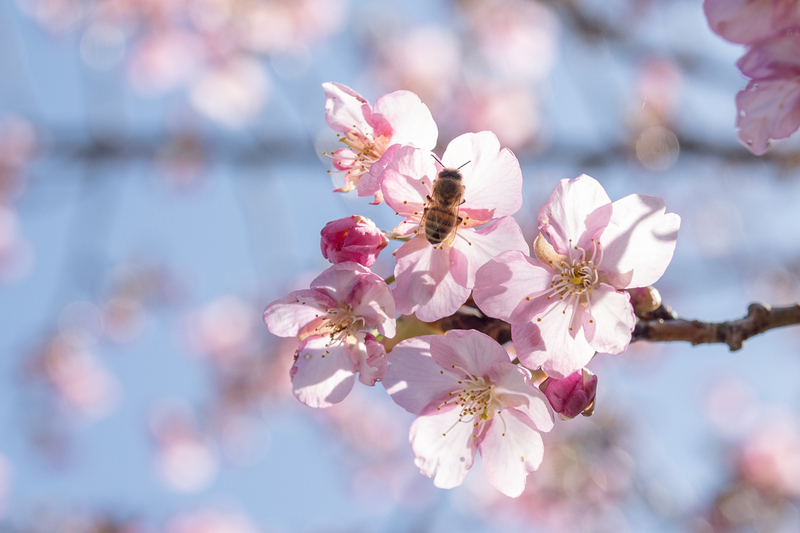 佐那河内村の河津・蜂須賀桜