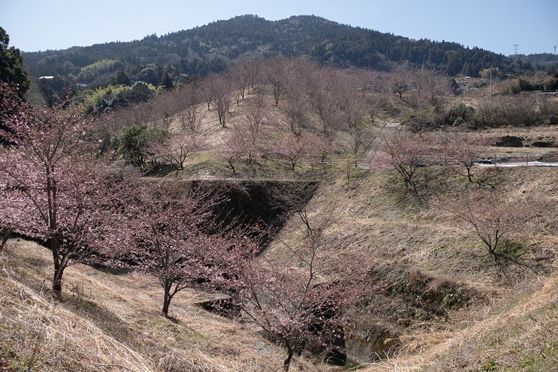 佐那河内村の河津・蜂須賀桜