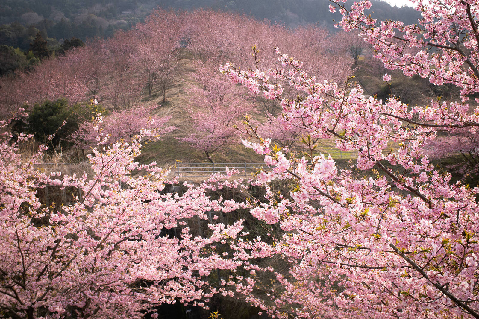 満開の河津・蜂須賀桜