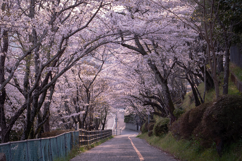 桜坂の復元