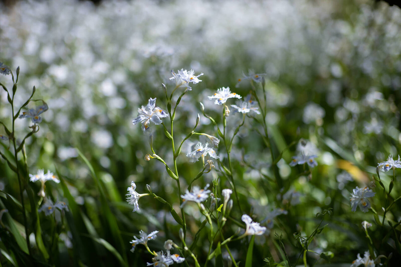 シャガの花園